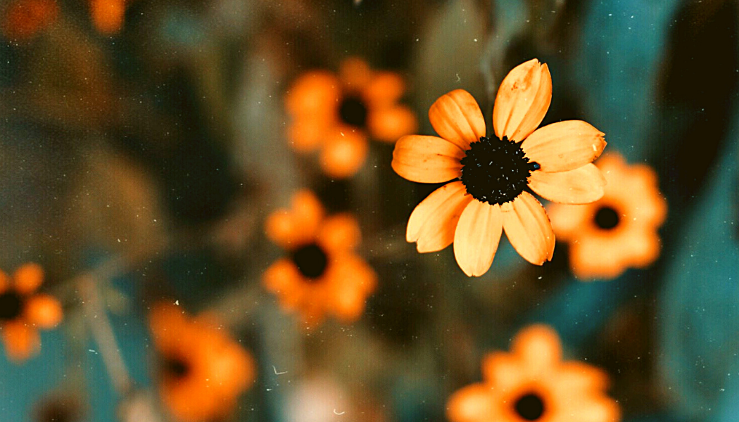 Fleurs avec le pistils noir et des pétales orange dans un fond délicatement flouté de ces même fleurs