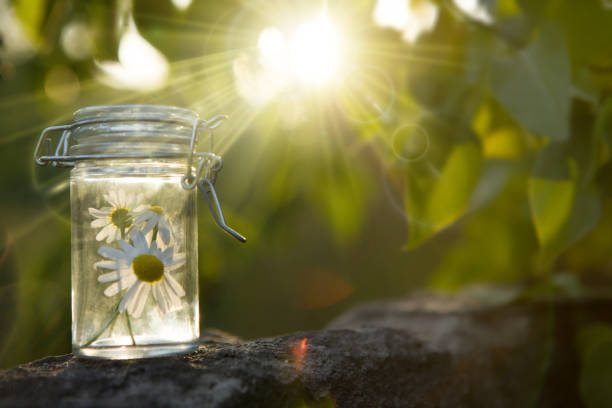 Pot en verre baigné par les rayons du soleil, posé sur un muret en pierre au cœur de la nature, contenant des marguerites.